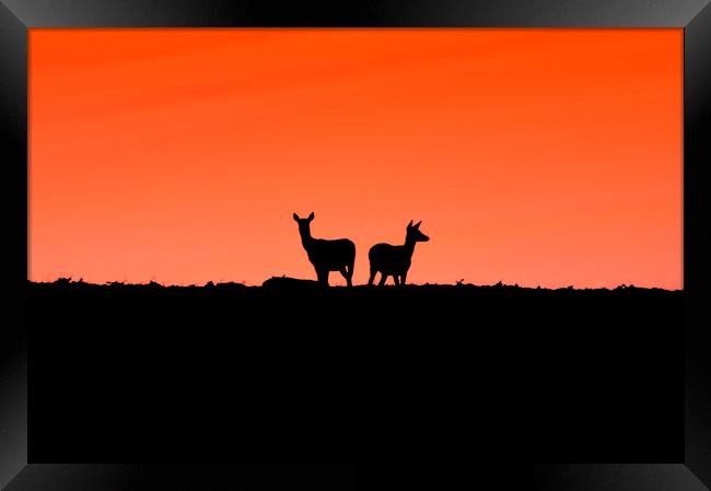 Two young Deer - To me to you  Framed Print by Jon Fixter