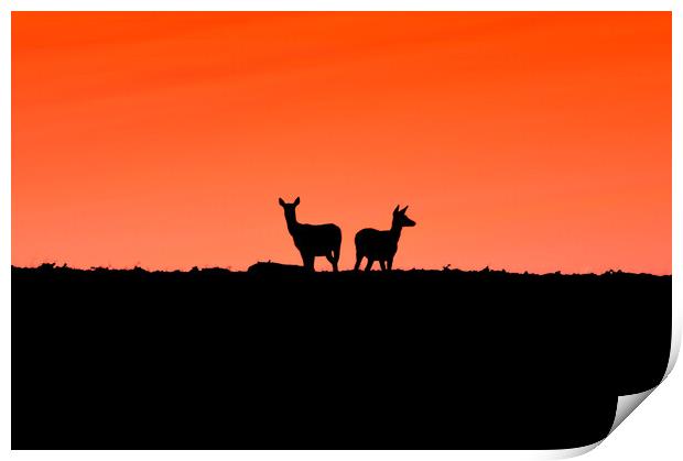 Two young Deer - To me to you  Print by Jon Fixter