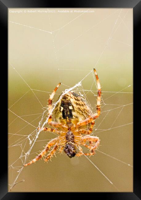 Close-up of a garden spider feeding on web. Framed Print by Robert Murray