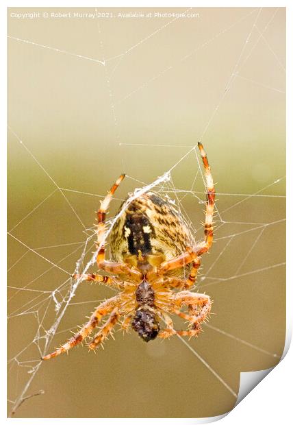 Close-up of a garden spider feeding on web. Print by Robert Murray