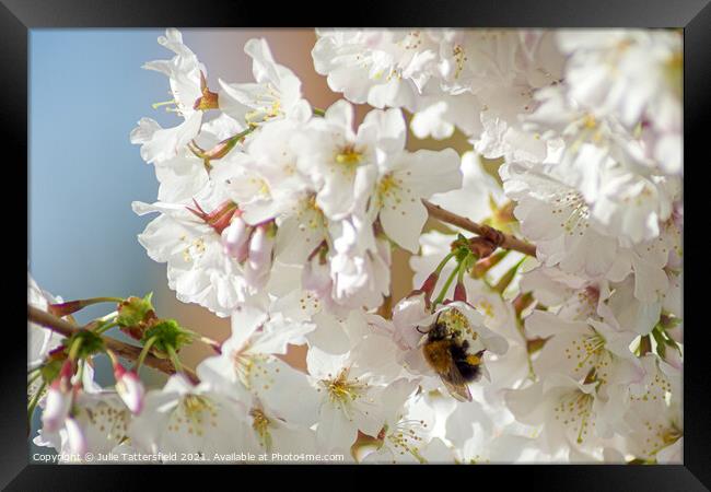Bee enjoying the pollen from the spring blossom  Framed Print by Julie Tattersfield