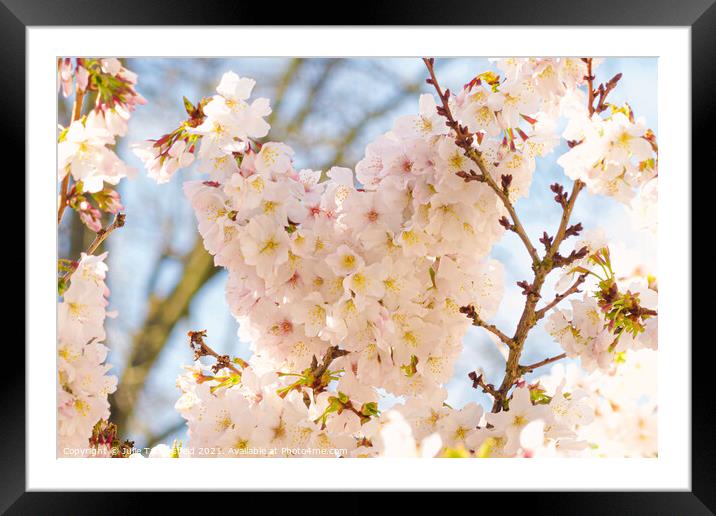 spring heart made of blossom Framed Mounted Print by Julie Tattersfield