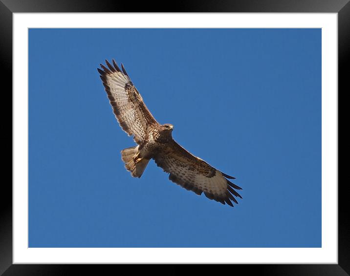 Buzzard flying in clear blue sky Framed Mounted Print by mark humpage