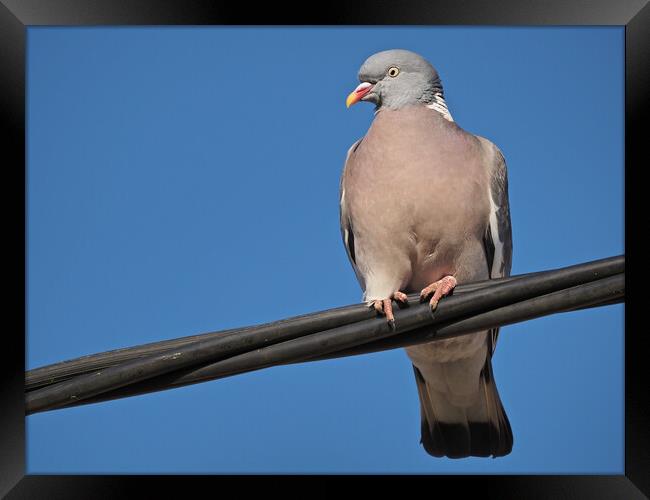 Wood pigeon standing on wire in sky Framed Print by mark humpage