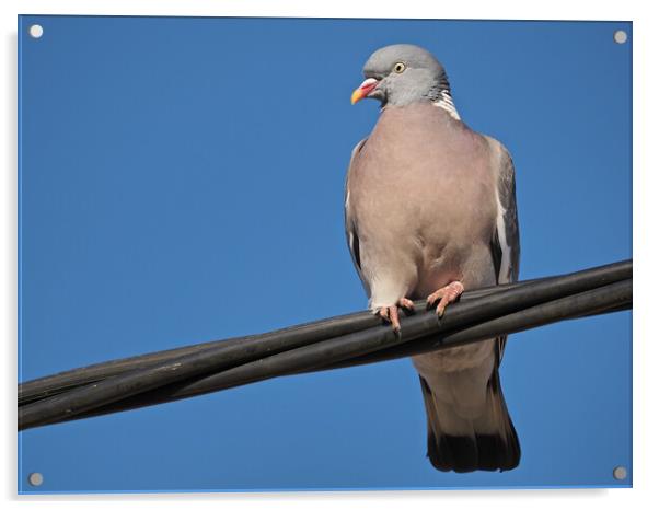 Wood pigeon standing on wire in sky Acrylic by mark humpage