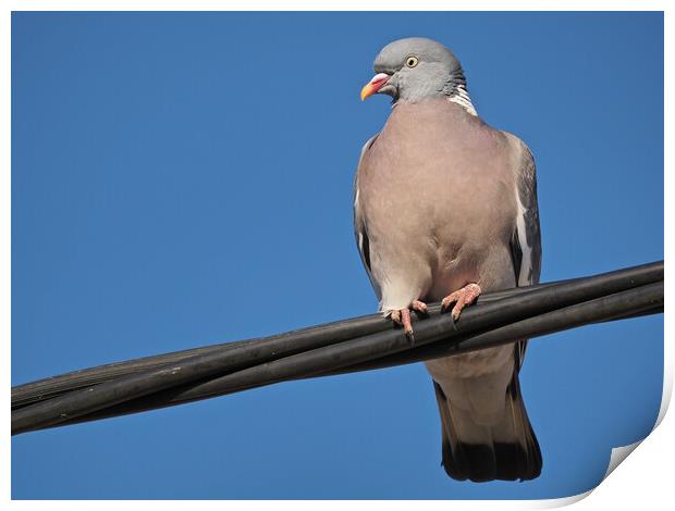 Wood pigeon standing on wire in sky Print by mark humpage