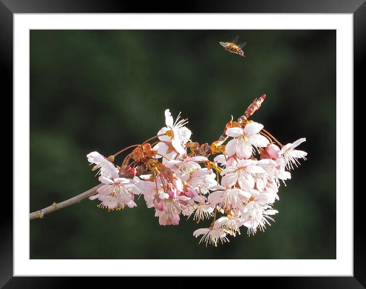 Tree in blossom with bee hovering Framed Mounted Print by mark humpage