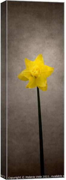Spring bloomer - Daffodil | vintage style panorama Canvas Print by Melanie Viola