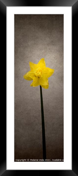 Spring bloomer - Daffodil | vintage style panorama Framed Mounted Print by Melanie Viola