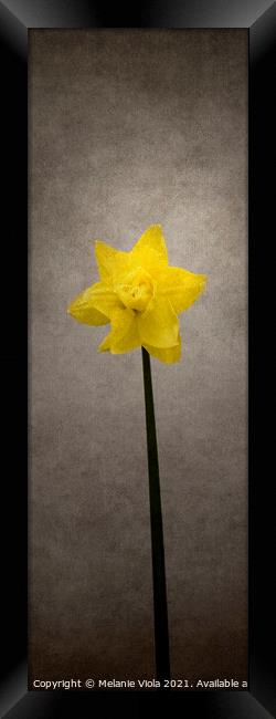 Spring bloomer - Daffodil | vintage style panorama Framed Print by Melanie Viola