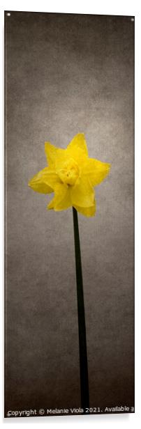 Spring bloomer - Daffodil | vintage style panorama Acrylic by Melanie Viola