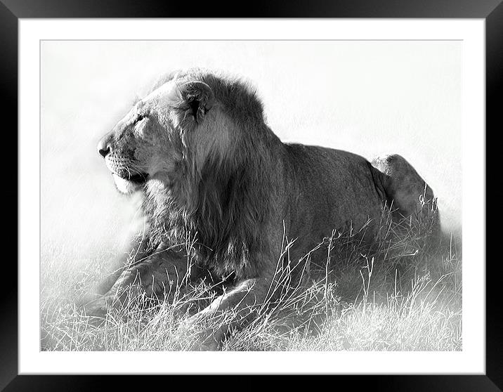 Lion In The Sun Framed Mounted Print by Jacqi Elmslie