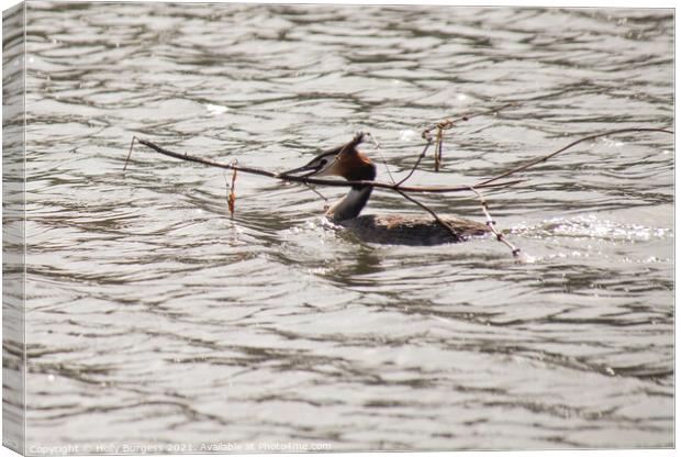Great Crested Grebe building its nest  Canvas Print by Holly Burgess