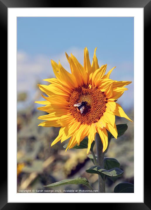 Summer Bumbling Framed Mounted Print by Sarah George