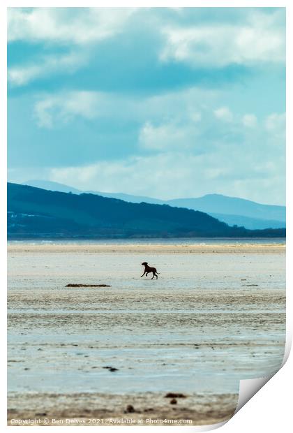 Serene Canine on Wirral's Sunny Shoreline Print by Ben Delves