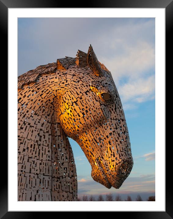 Duke the Kelpie at sunset. Framed Mounted Print by Tommy Dickson