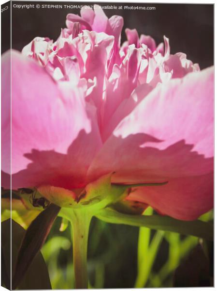 The World Under A Peony Canvas Print by STEPHEN THOMAS