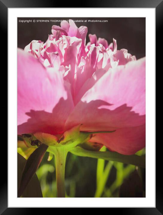 The World Under A Peony Framed Mounted Print by STEPHEN THOMAS