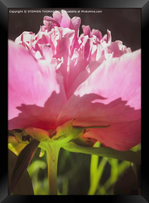 The World Under A Peony Framed Print by STEPHEN THOMAS