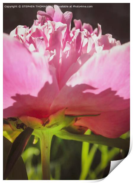 The World Under A Peony Print by STEPHEN THOMAS