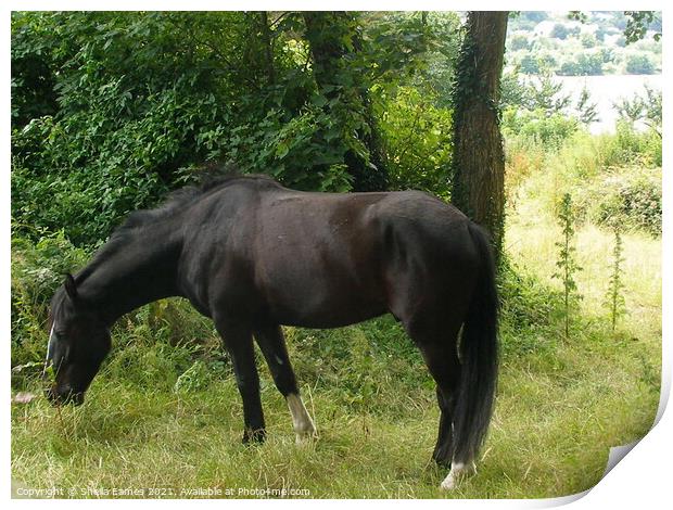 Happy Horse, enjoy the grass Print by Sheila Eames