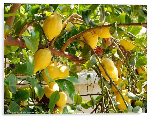 Lemons on the Tree Acrylic by Sheila Eames