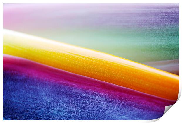 Bird of Paradise Flower Abstract Print by Neil Overy