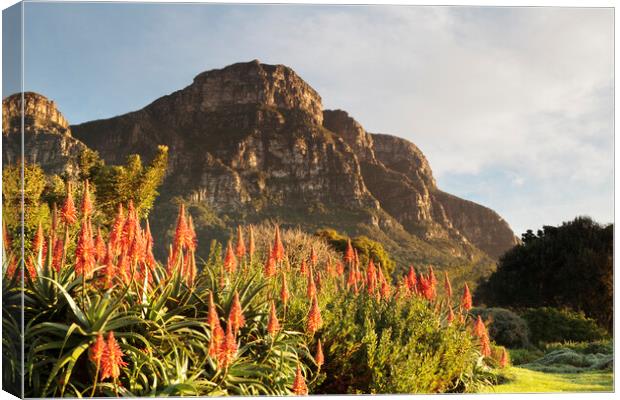 Dawn at Kirstenbosch Gardens, Cape Town Canvas Print by Neil Overy