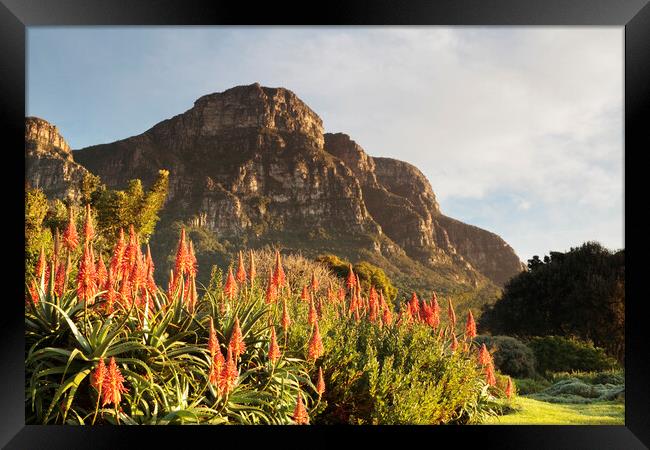 Dawn at Kirstenbosch Gardens, Cape Town Framed Print by Neil Overy
