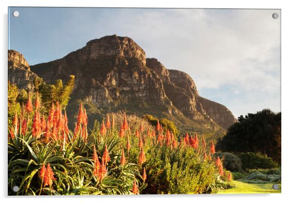 Dawn at Kirstenbosch Gardens, Cape Town Acrylic by Neil Overy