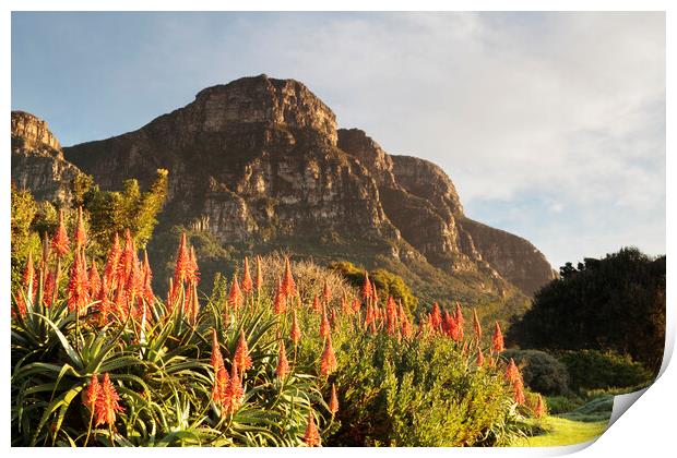 Dawn at Kirstenbosch Gardens, Cape Town Print by Neil Overy