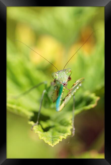 Praying Mantis on Leaf  Framed Print by Neil Overy