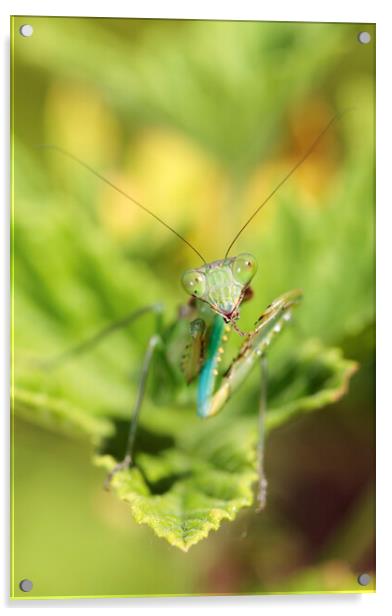 Praying Mantis on Leaf  Acrylic by Neil Overy