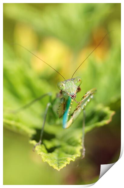 Praying Mantis on Leaf  Print by Neil Overy