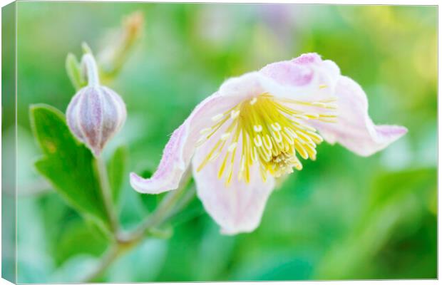 Soft pink white coloured Wild Clematis  Canvas Print by Neil Overy