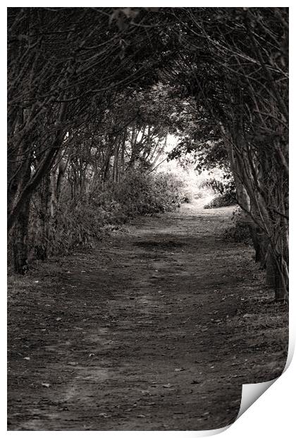 Tree'd Archway Print by Glen Allen