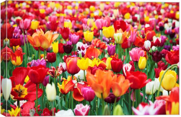 Field of Mixed Colorful Tulips Canvas Print by Neil Overy
