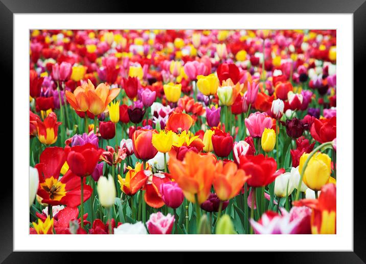 Field of Mixed Colorful Tulips Framed Mounted Print by Neil Overy