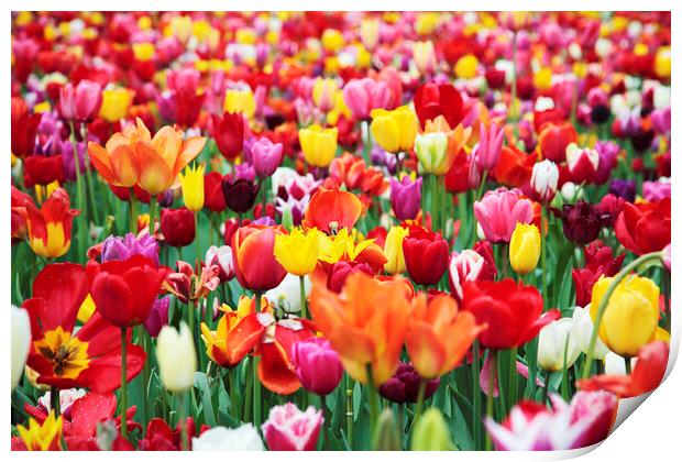 Field of Mixed Colorful Tulips Print by Neil Overy