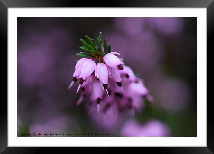 Plant flower Framed Mounted Print by Adrianna Bielobradek