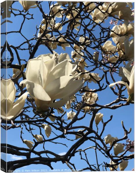White Magnolia in the Sky Canvas Print by Pam Wilson