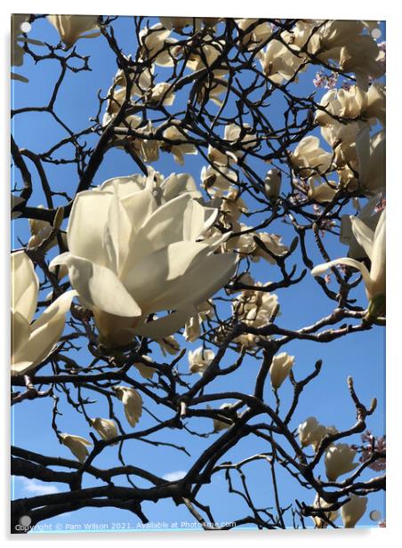 White Magnolia in the Sky Acrylic by Pam Wilson