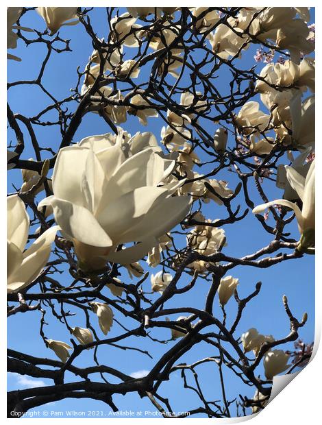 White Magnolia in the Sky Print by Pam Wilson