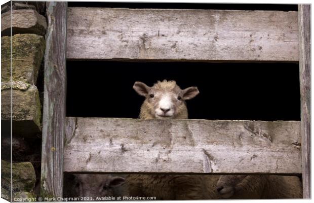 Lookout sheep Canvas Print by Photimageon UK