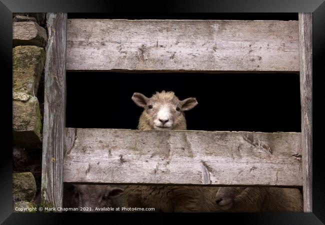 Lookout sheep Framed Print by Photimageon UK