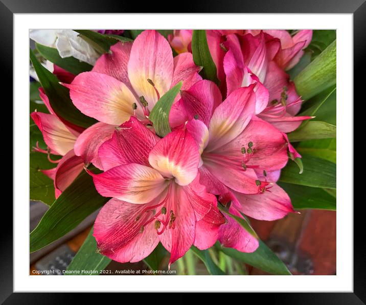 Radiant Pink Alstroemeria Bouquet Framed Mounted Print by Deanne Flouton