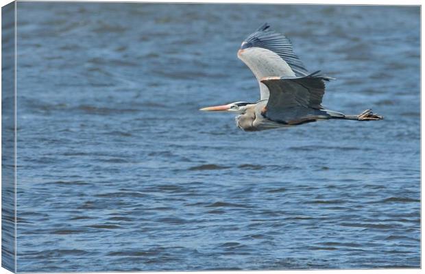 Great Blue Heron on the Misssissippi Canvas Print by Jim Hughes