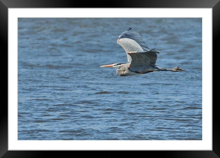 Great Blue Heron on the Misssissippi Framed Mounted Print by Jim Hughes