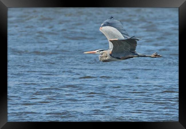 Great Blue Heron on the Misssissippi Framed Print by Jim Hughes