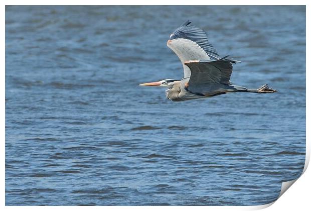 Great Blue Heron on the Misssissippi Print by Jim Hughes